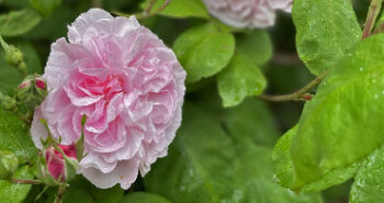 'Fantin Latour'