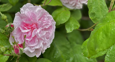 'Fantin Latour'